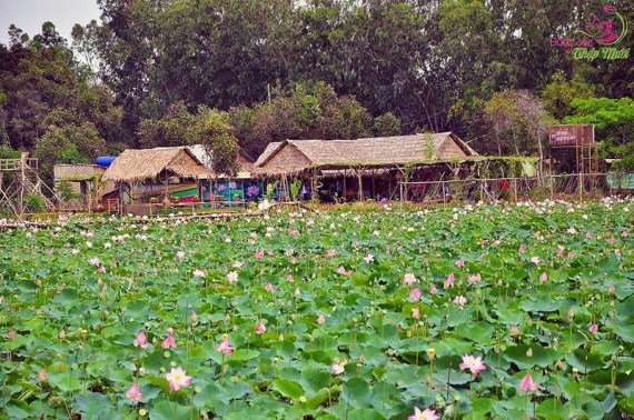 Tour Đồng Tháp trong ngày | Du lịch Tràm Chim Tháp Mười